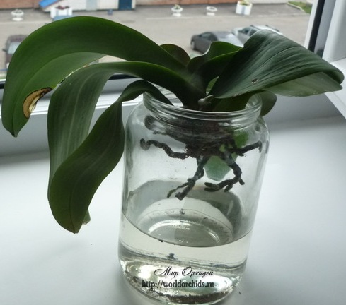 реанимация орхидеи, наращивание корней над водой