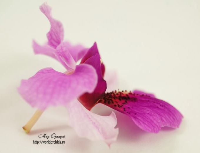 почему вянут и опадают цветы орхидеи