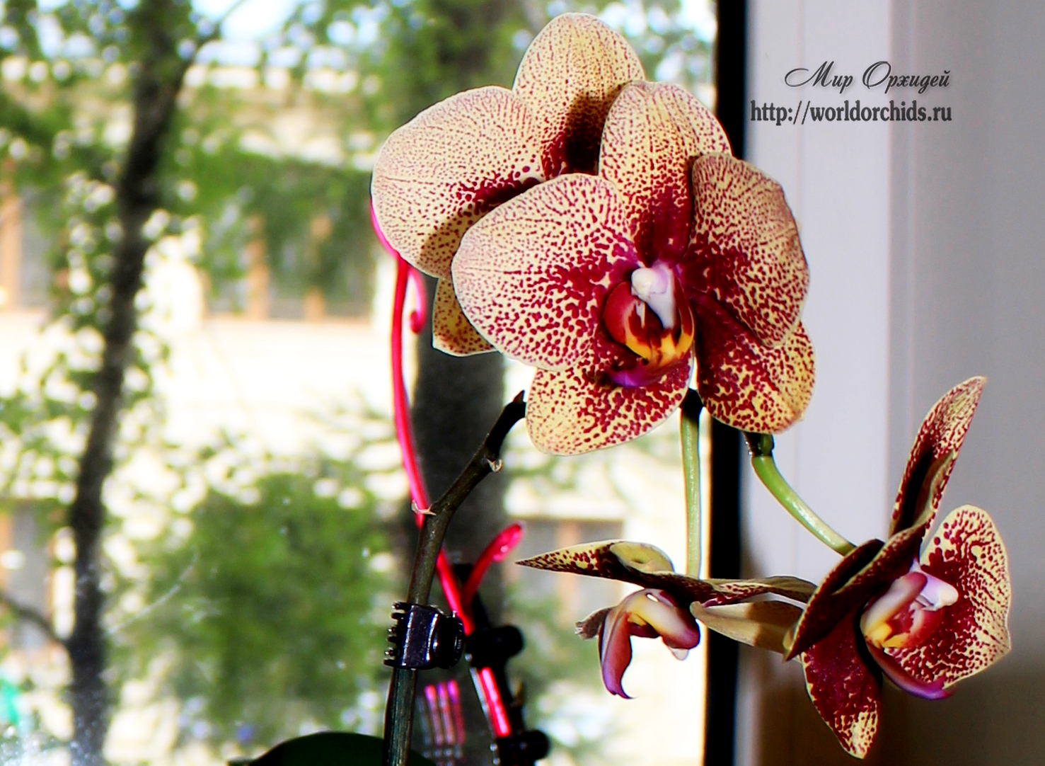 орхидея элегант чармер домашнее цветение