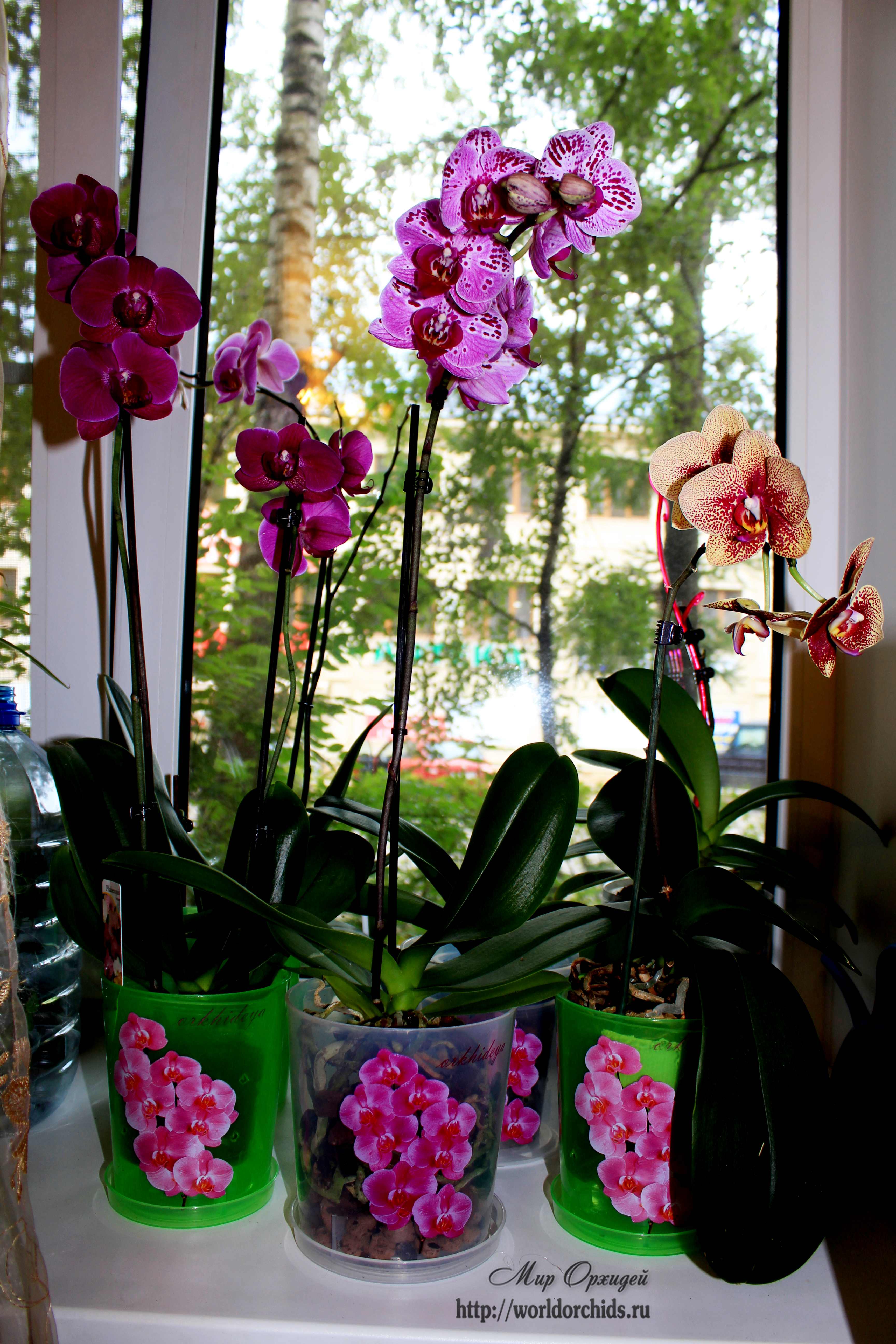 орхидея на окне