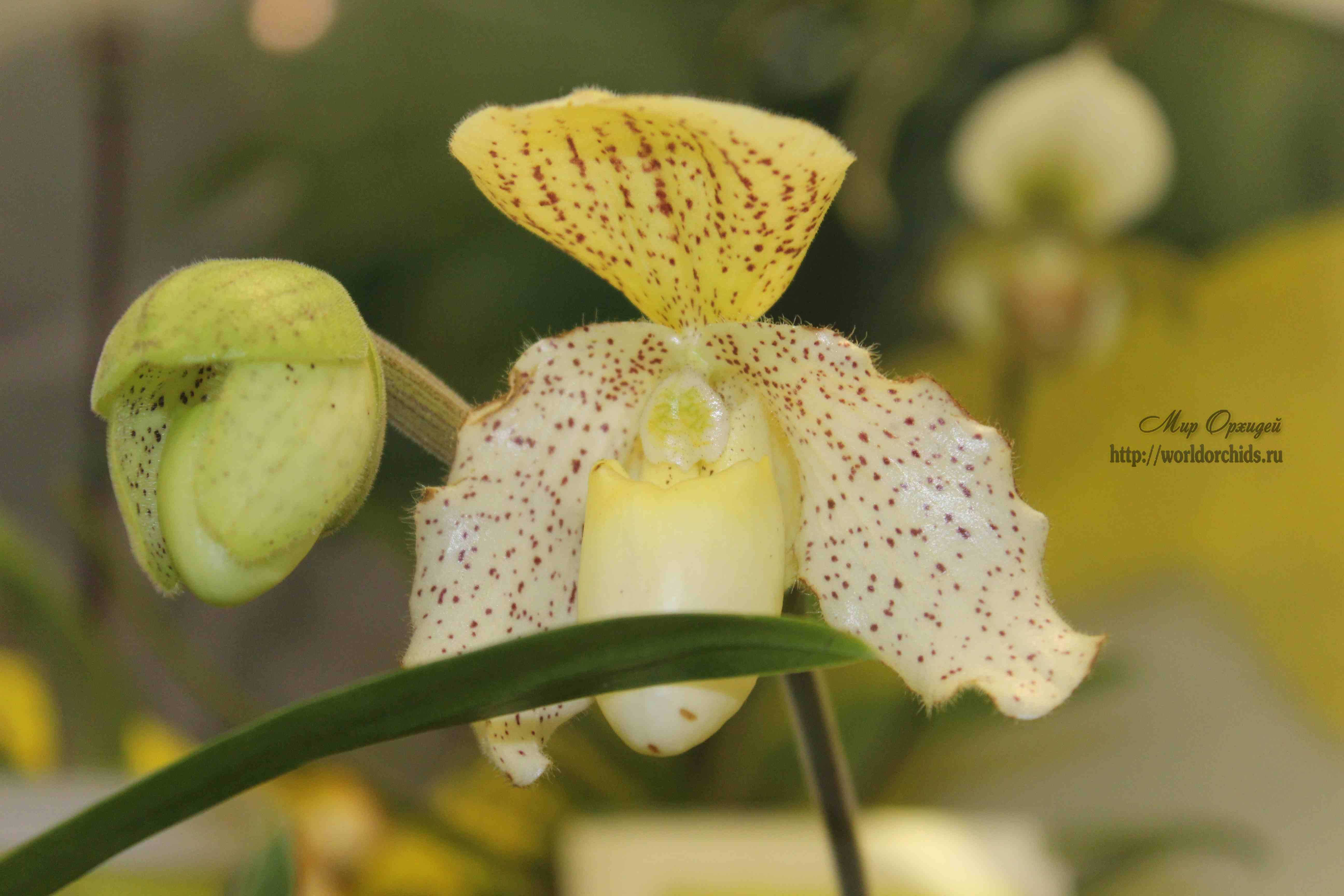 выставка орхидей 2015