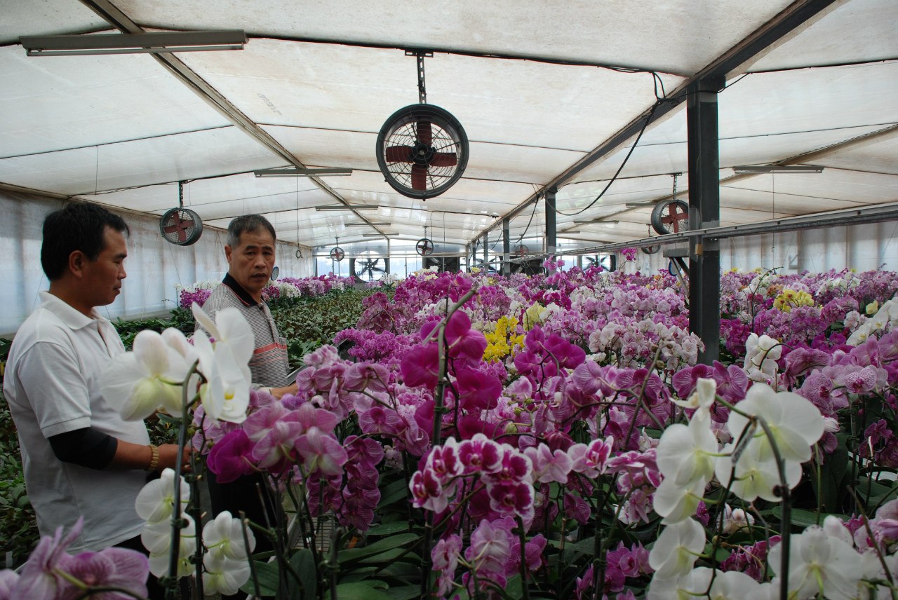как выбрать орхидею 
