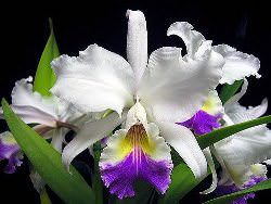 Орхидеи стали очень популярны не только в нашей стране, но и за рубежом