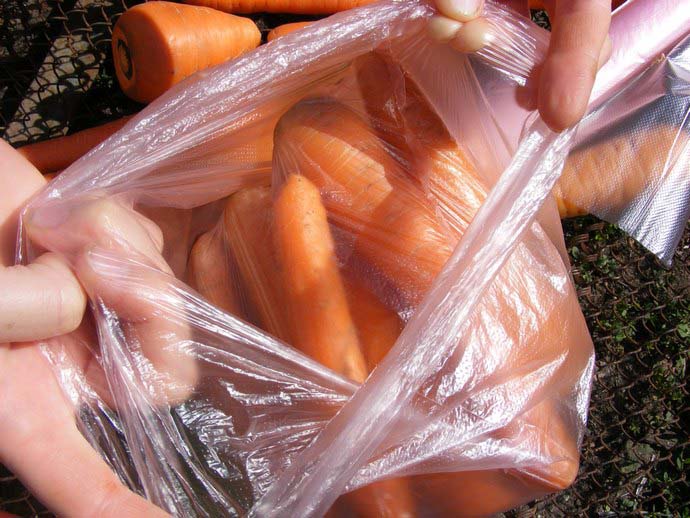 Очень хорошо мытая и разложенная по пакетам с перфорацией морковь хранится в обычном бытовом холодильнике