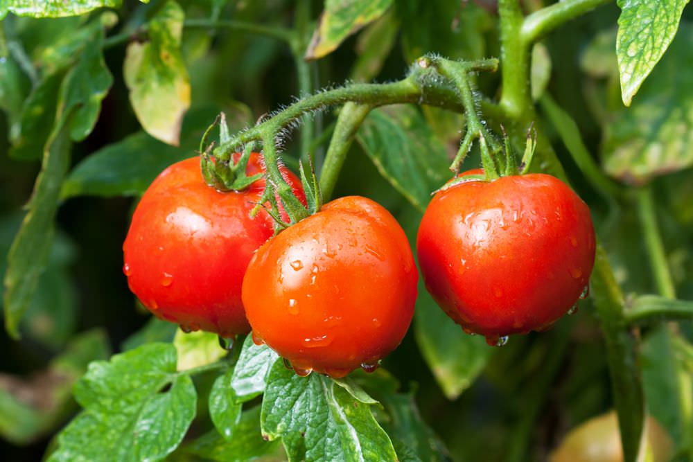 В последние годы сорта и гибридные формы томатов для выращивания в Украине активно создаются не только украинскими, но и зарубежными опытными селекционерами