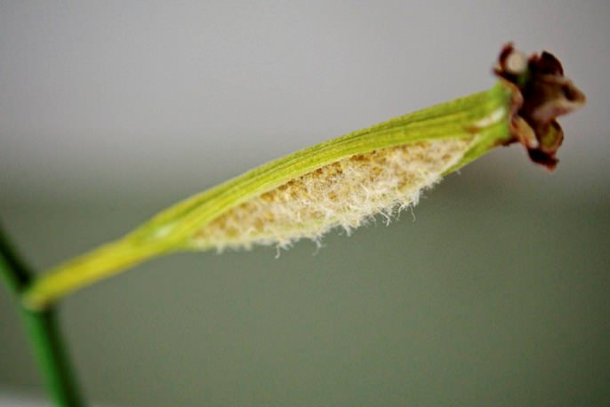 В домашних условиях вырастить «Фаленопсис» семенами крайне сложно