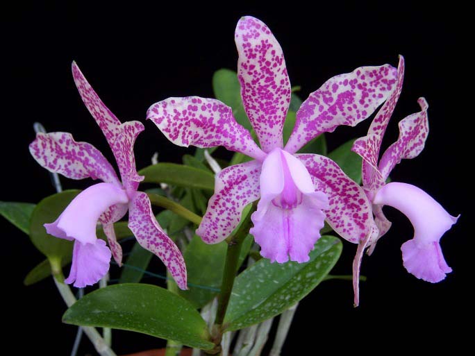 Орхидея Каттлея обладает очень крупными цветами, достигающими в диаметре 20 см
