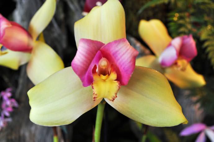 Орхидея была завезёна из Европы и сразу завоевала популярность всех ценителей красоты
