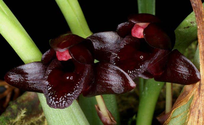 Максиллярия – симподиальный иэпифитный тип орхидеи, предпочитающий умеренное содержание