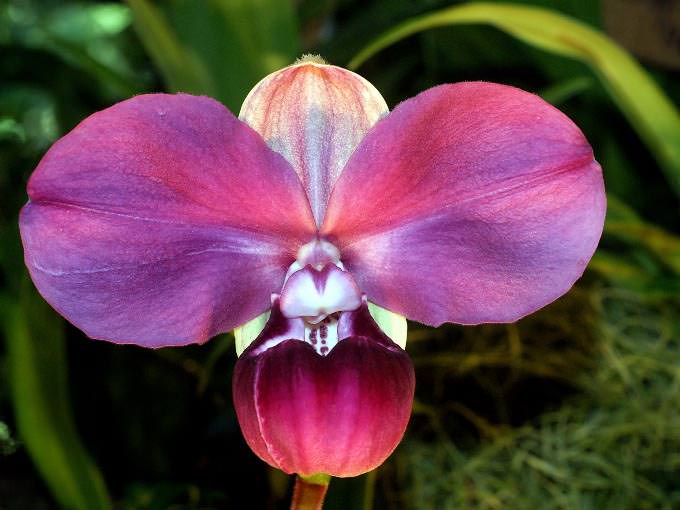 К категории самых необычных орхидей относится сорт «Перуанская орхидея»