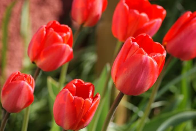 Сегодня тюльпан считается одним из самых красивых растений, культивируемых человеком