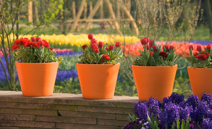 Тюльпаны являются удобным растением для выполнения контейнерного озеленения