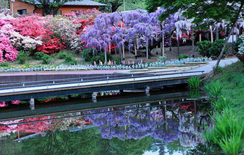 Парк Асикага находится самом центре острова Хонсю, в провинции Точиги, в городе Асикага