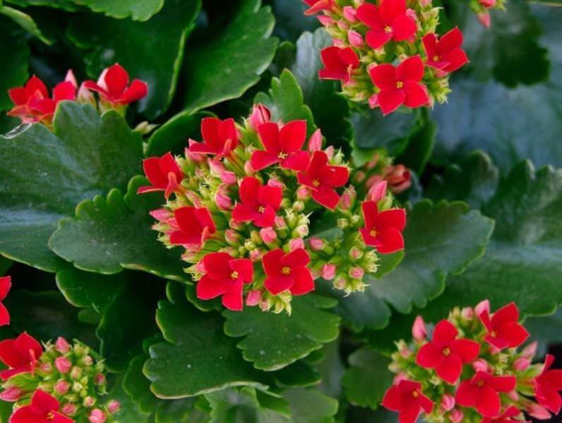 Флористы отмечают, что каланхоэ нуждается в подготовке к цветению. С сентября его следует накрывать светонепроницаемым материалом, сокращая световой день до 8-9 часов
