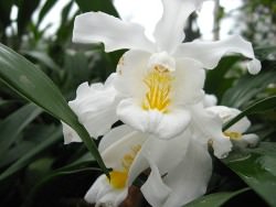 Орхидеи рода Целогина по простоте содержания занимают практически первое место среди орхидей