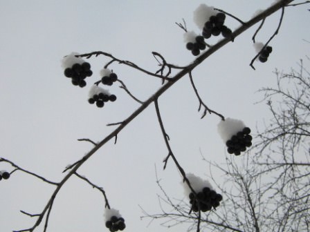 Черноплодная рябина в зимний период