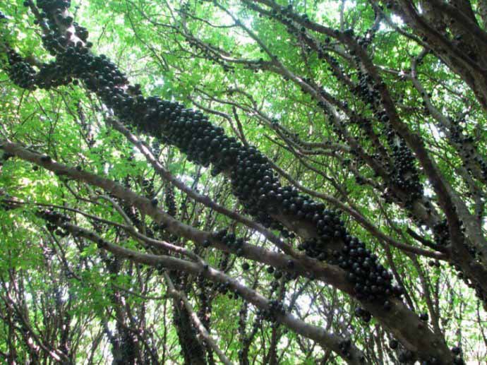 Бразильское виноградное дерево плодоносит без остановки, обеспечивая своих владельцев несколькими урожаями с весны до осени