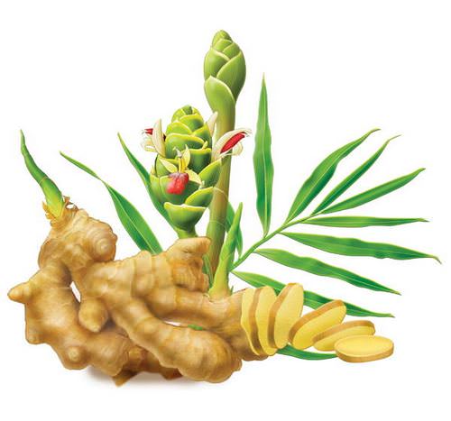 Имбирь аптечный — многолетнее травянистое растение, относящееся к типовому виду из рода Имбирь и семейству Имбирные