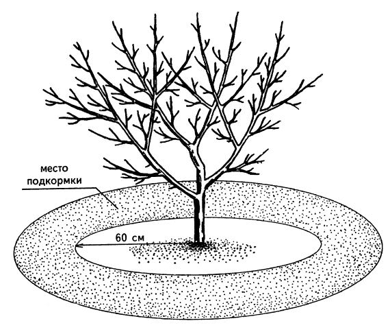 Минеральные и органические удобрения, внесенные в приствольные круги в осенний период, разлагаются постепенно