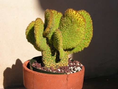 Опунция — популярное растение из семейства Кактусовые