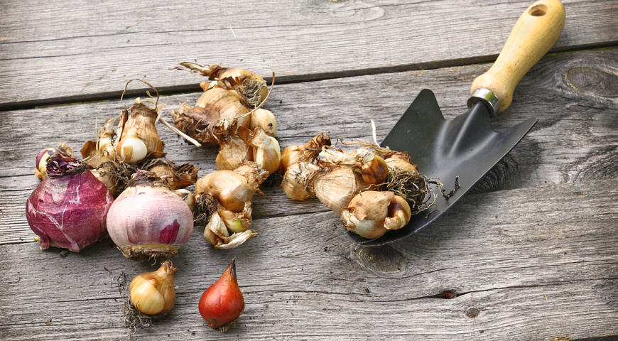 Для посадки рекомендуется выбирать исключительно здоровые и качественные луковицы