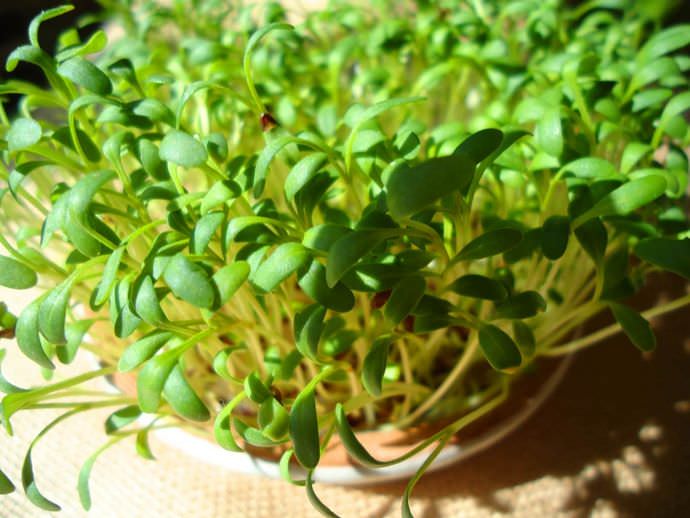 Выращивается водяной кресс-салат с лекарственными целями
