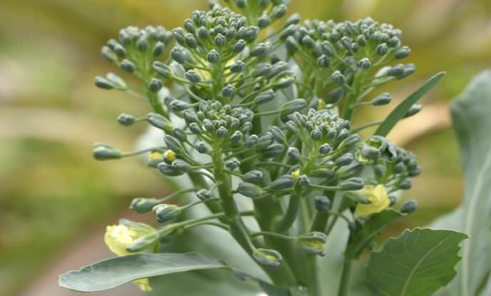 Чаще всего для посадки брокколи огородники выбирают сорт «Oleracea»