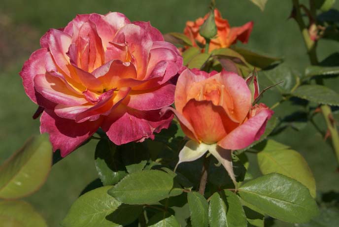 Саженцы чайно-гибридных роз цветут приблизительно один месяц, а затем растения отдыхают, в зависимости от сорта, от двух недель до месяца