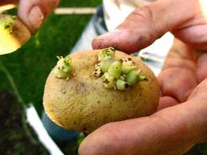 Огородники рекомендуют проращивать картофель перед посадкой