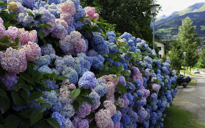 Рекомендовано использовать для изгородей декоративно-цветущие растения, ведь они украшают стену продолжительное время