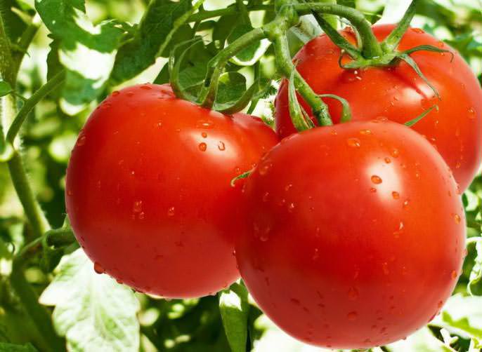 Для центрального черноземья должна производиться высадка рассады томатов сорта «Перемога»