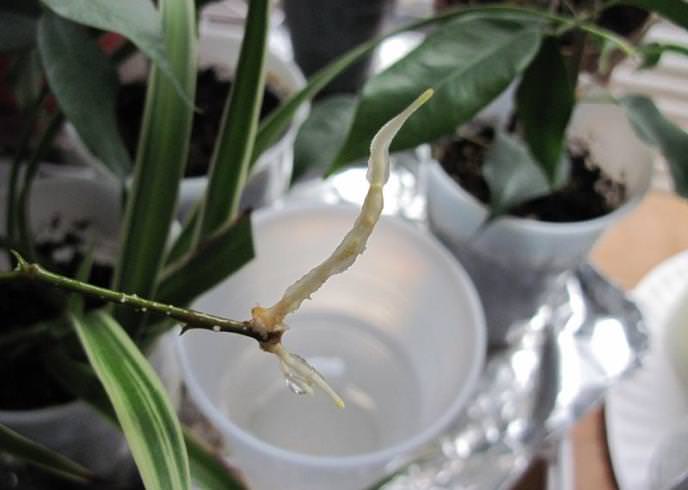 Черенкование фикуса является быстрым и легким способом размножения растения