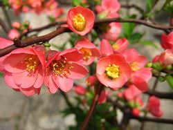 Айва японская – кустарник, который относится к семейству Розовых