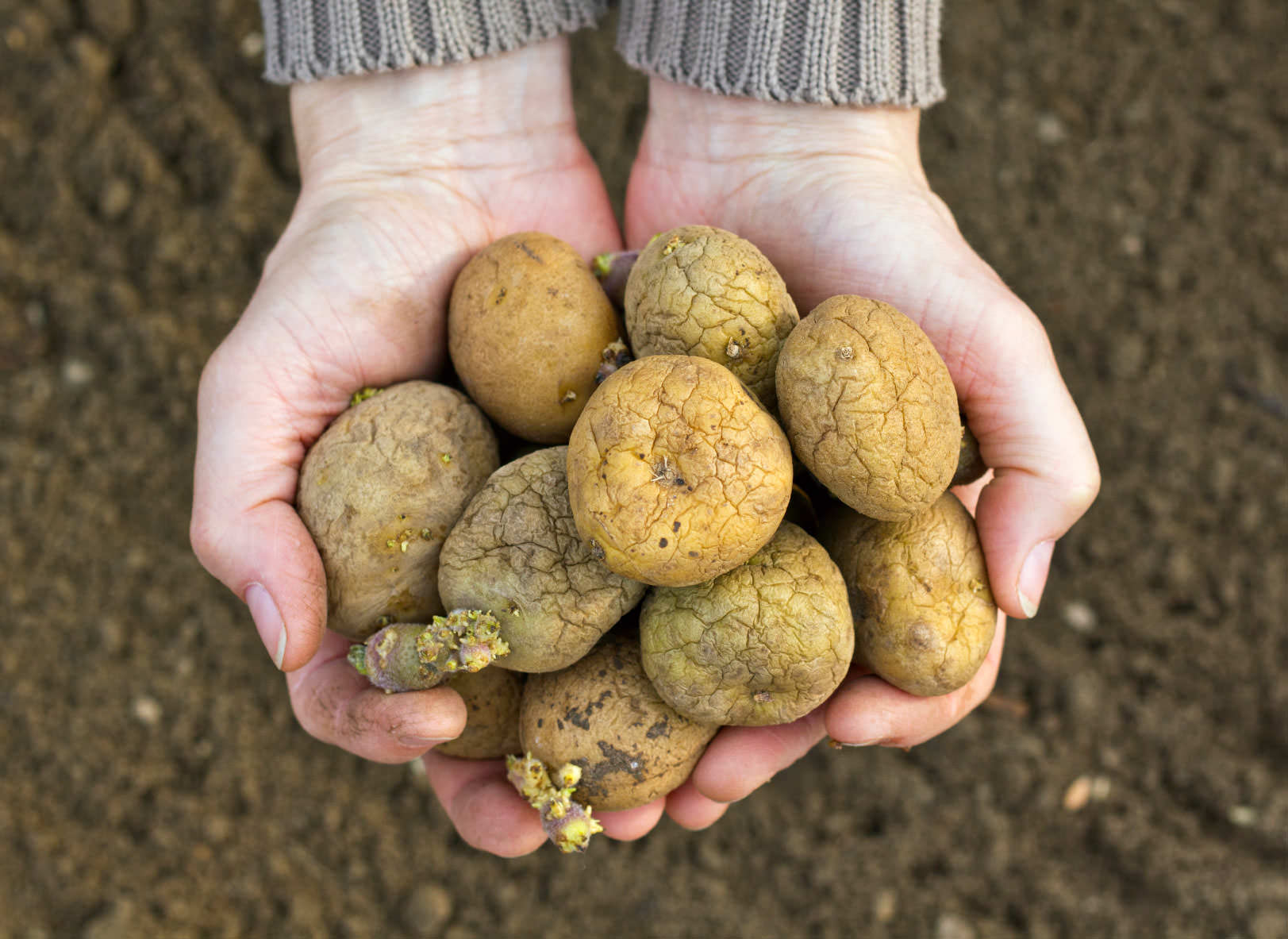 Получить высокий урожай картофеля позволяет правильный посадочный материал