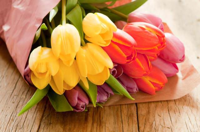 Как выращивать тюльпаны в домашних условиях к 8 марта?