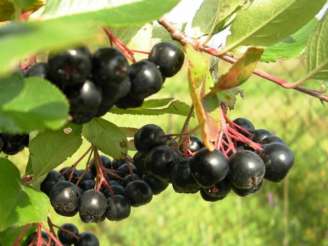 Чтобы ягоды «черноплодки» были большими и сочными, их необходимо поливать в засушливые периоды