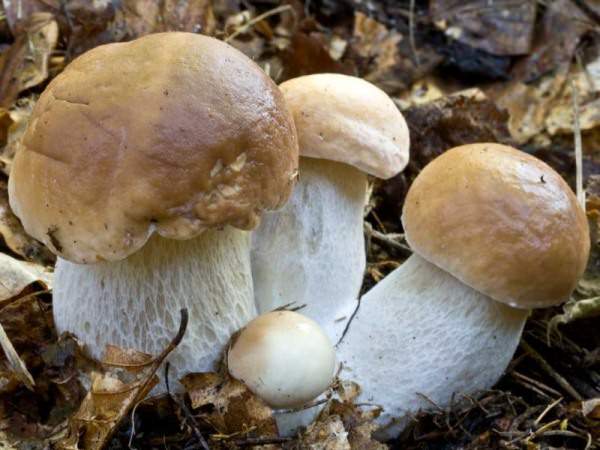 Если посадке подлежит дикий вариант грибницы, то состав посадочного грунта должен быть максимально приближен к естественным условиям произрастания гриба