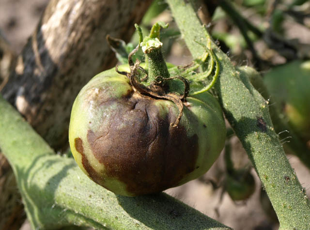 Фитофтороз поражает листья и плоды томатов