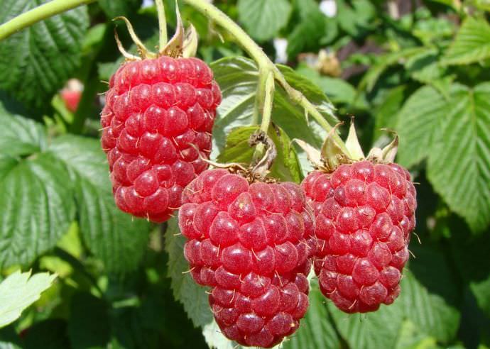 Малина крупноплодная формирует ягоды больших размеров с отличным вкусом и приятным выраженным ароматом