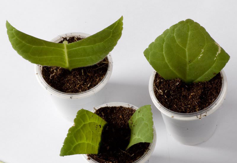 Для размножения глоксинии листом используют материал от взрослого растения