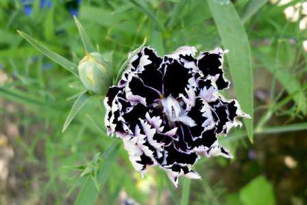 Такой сорт цветов, как гвоздика Шабо, вывел аптекарь из Тулона в начале 19 века