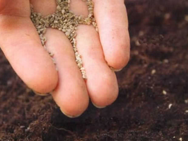 Сами семена не нужно слишком присыпать землей, важно соблюдать влажность 95 %
