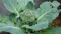 В последнее время выращивание брокколи стало очень актуальным для овощеводов нашей страны