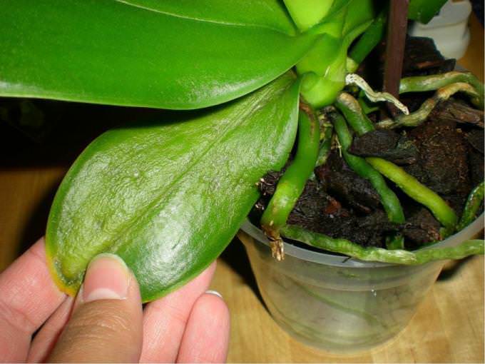 Чтобы избежать основных нарушений, вызывающих пожелтение листьев на орхидее, следует периодически осматривать растение