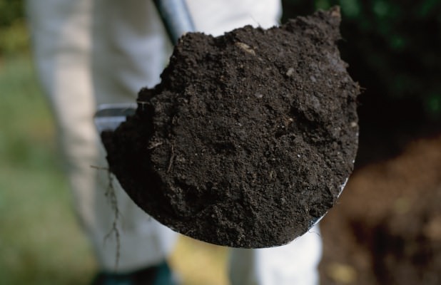 Почва для выращивания рассады капусты имеет массу требований