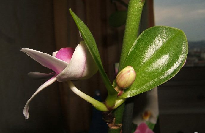 Размножение орхидей в домашних условиях может вестись детками