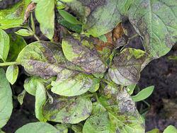 Фитофтора в основном поражает растения семейства пасленовых – томаты, картофель и баклажаны