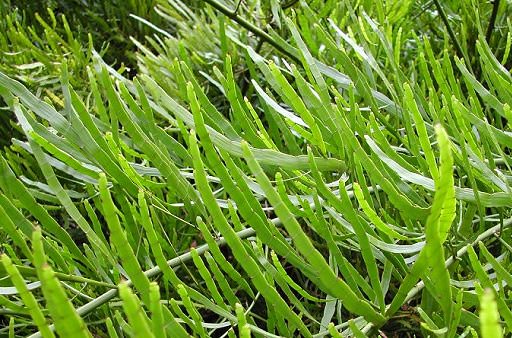 Кокколоба плосковеточная- является кустовидным растением, высота которого достигает двух метров