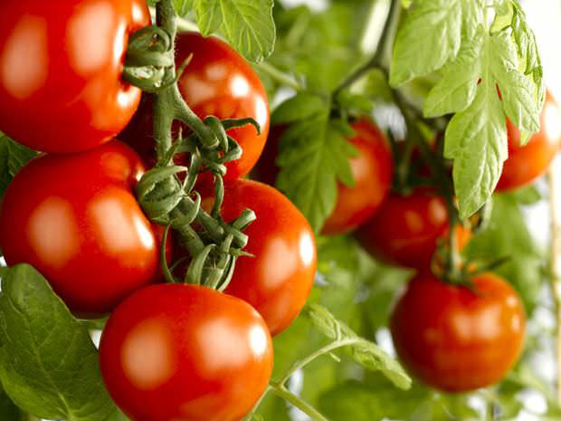 Пасынкование позволит добиться высокой урожайности томатов