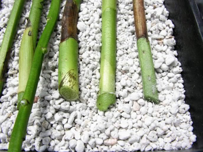 Метод размножения черенками состоит в отрезании бокового побега или отцветших цветочных стеблей